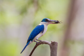 Collared kingfisher, White-collared kingfisher, Mangrove kingfisher