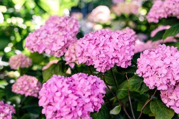 Hydrangeas bushes in full bloom in city park. Pink, lilac, purple bushes blooming in city park in summer.