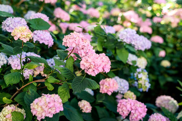 Hydrangeas bushes in full bloom in city park. Pink, lilac, purple bushes blooming in city park in summer.