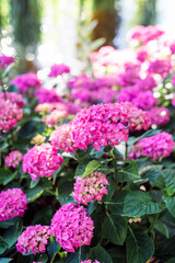 Hydrangeas bushes in full bloom in city park. Pink, lilac, purple bushes blooming in city park in summer.	
