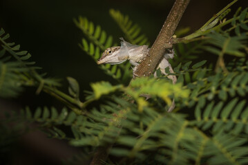 A lizard in the wild