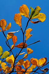 Tropical almond leaves in autumn (Terminalia catappa)