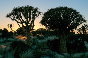 Sunrise at the Quiver Tree Forest near Keetmanshoop