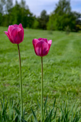 Pink tulip flowers in garden