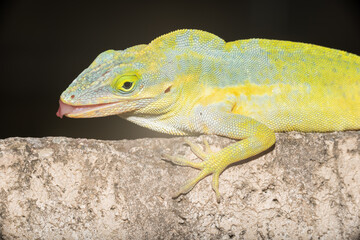 A lizard in the wild
