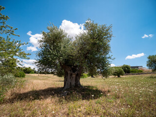 old secular olive tree, Massafra, Apulia, Italy