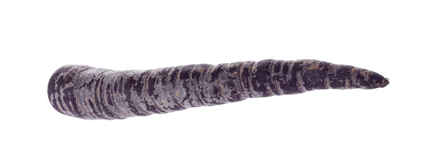 Fresh raw black carrot isolated on white