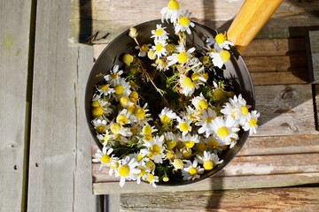 A sauna bucket full of wild chamomile from the beach. Maybe for a golden shine to the hair.