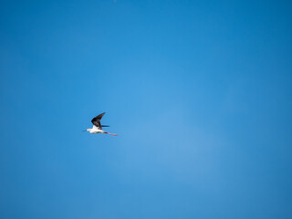 flying bird in the blue sky, black-winged stilt (Himantopus himantopus)in the Salina dei Monaci Nature Reserve, an old salt pan at Torre Colimena, Taranto, Apulia, Italy