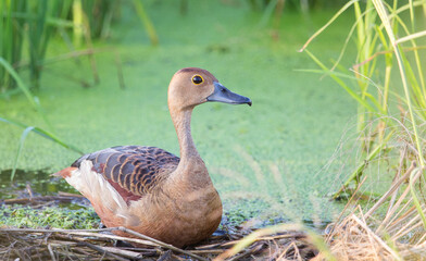Lesser Whistling Duck (Dendrocygna javanica) .are incubating the eggs in the nest made from dry grass.
