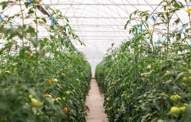 Tomatoes ripen in a greenhouse. Growing on an organic farm
