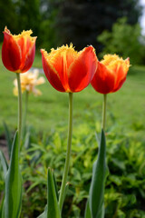 Red and yellow tulip flowers in garden