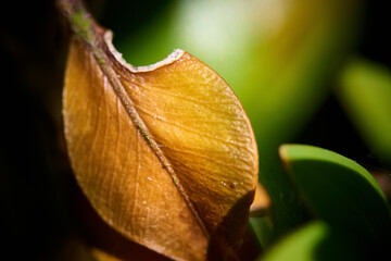 close up of yellow leaf
