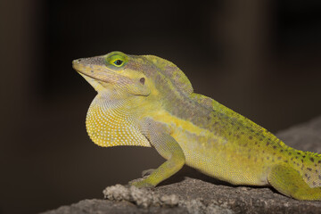 A lizard in the wild