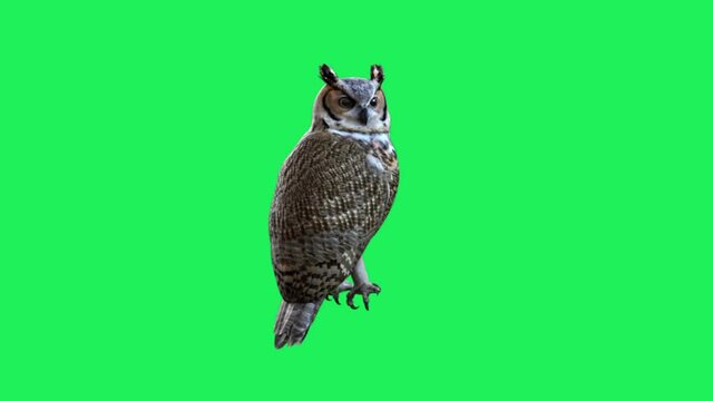Owl on a green background.