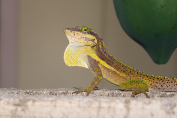 A lizard in the wild