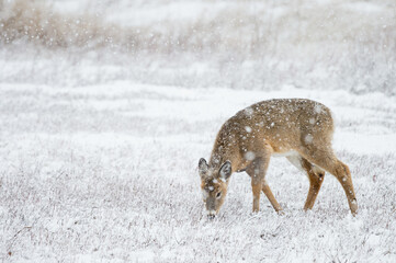 Winter Deer 