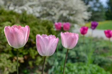 pink tulips in the garden