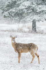Winter Deer 