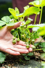 Bush of blooming strawberries with green berries and a hand holds berries. Vertical orientation. 