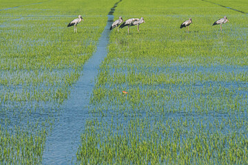 Organic rice fields and Cattle egret, local white birds walking and looking for shell food in the countryside landscape.