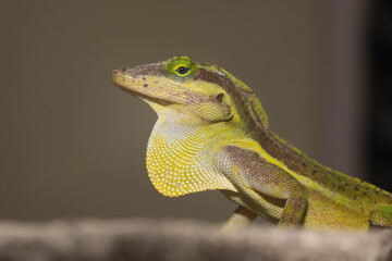 A lizard in the wild