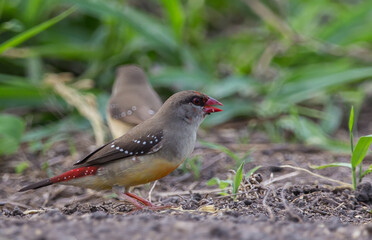 Obraz premium Red avadavat .in a coat that is not fully red looking for food on the ground.