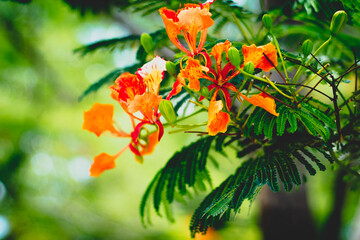 Beautiful Red Royal Poinciana Flamboyant Flower. Beautiful red royal Poinciana or flamboyant flower (Delonix regia). It is species of flowering plant in the bean family. Paradise, boyant.