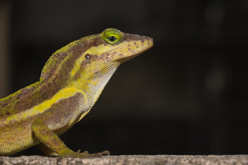 A lizard in the wild