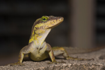 A lizard in the wild
