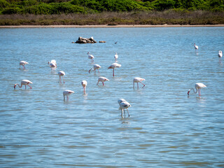 flamingos in the Salina dei Monaci Nature Reserve, an old salt pan at Torre Colimena, Taranto, Apulia, Italy