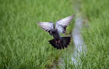 Pigeon that is flying in the green rice field.