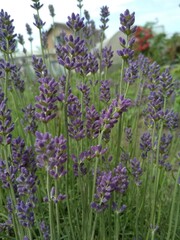 plant blooming lavender close up purple lilac small flowers