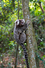 Common marmoset (Callithrix jacchus) on tree