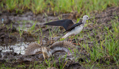 Greater Painted-snipe spread his wings as a defense in times of threat.
