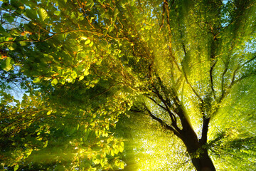 Panele Szklane Podświetlane  Majestatyczne promienie światła dramatycznie oświetlają gałęzie i liście drzewa, ze słońcem za sylwetką pnia