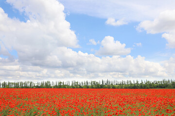 Fototapeta na wymiar Beautiful red poppy flowers growing in field