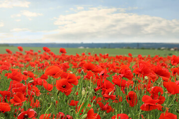 Beautiful red poppy flowers growing in field