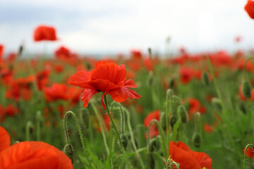Beautiful red poppy flowers growing in field