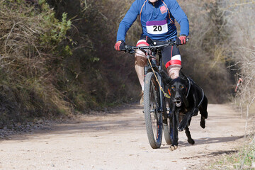 Naklejka premium A dog and its musher taking part in a popular canicross with bicycle (bikejoring).