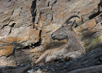 Buck of West Caucasian goat (Capra Caucasica) on the rock. 