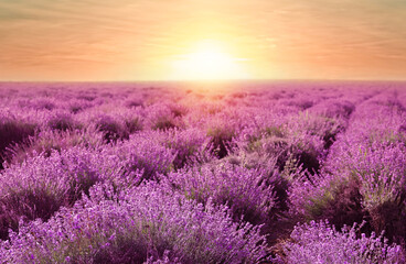 Fototapeta premium Beautiful blooming lavender in field on summer day at sunset