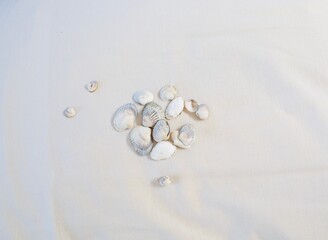 a collection of small Scandinavian sea shells