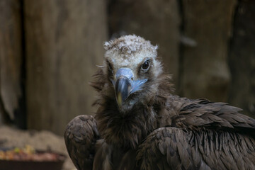 P ortrait of a Cinereous Vulture (Aegypius monachus) is also known as the Black Vulture, Monk Vulture, or Eurasian Black Vulture. The largest true bird of prey in the world.