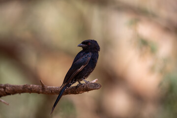 Drongo brillant