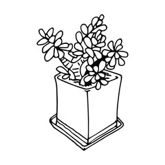 Crassula, home plant in a flowerpot, doodle, sketch, freehand drawing, vector illustration