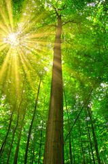 Fototapeta na wymiar Sonnenstrahlen in einem Bauchenwald im Frühling