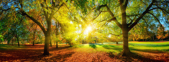 Colorful panoramic autumn landscape in a scenic park. The sun is positioned in the middle and casts beautiful rays through the foliage
