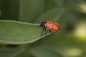 Mariquita  en una hoja de una planta salvia 