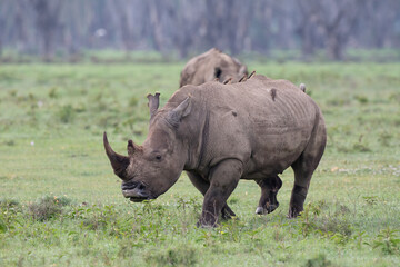 Obraz premium white rhino with birds on its back